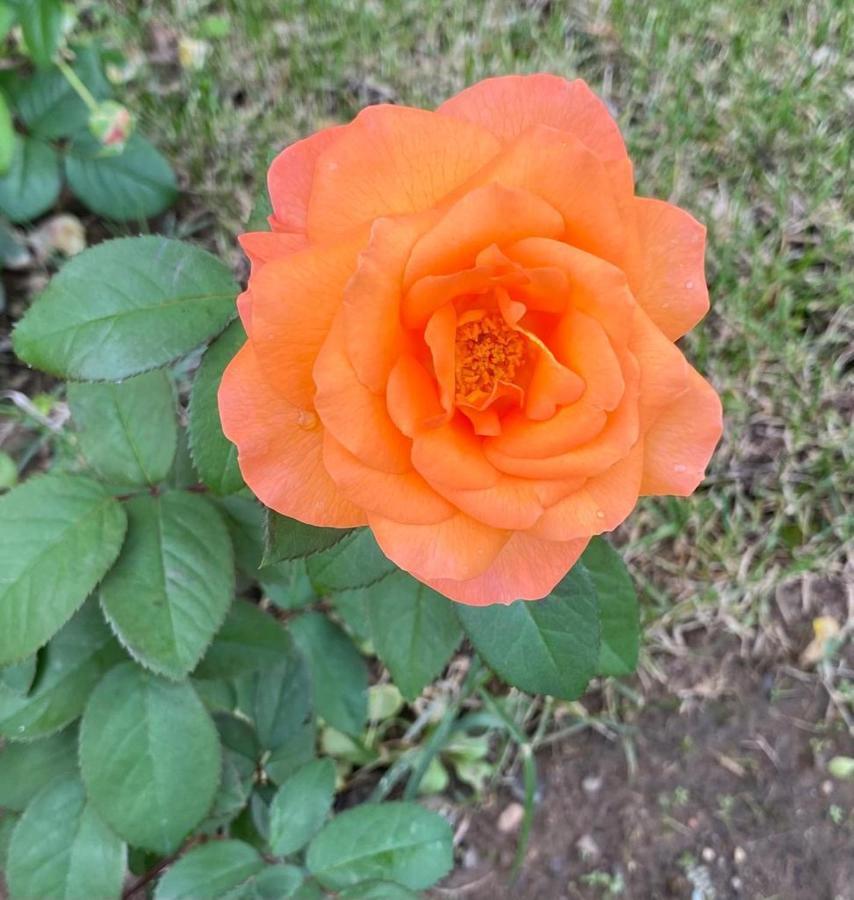 Il Casale Delle Rose Aparthotel Паганико Екстериор снимка